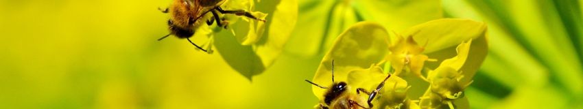 Initiation à l'apiculture : se lancer dans la conduite de colonies
