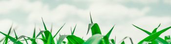 Certiphyto - Décideurs et applicateurs : Utilisation des produits phytosanitaires - Formation initiale ou renouvellement