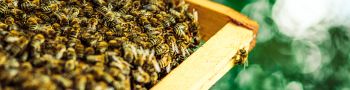 C3 : Conduire un atelier de production apicole