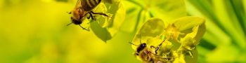 Initiation à l'apiculture : se lancer dans la conduite de colonies