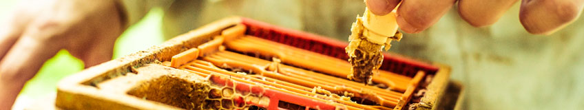 Je m'initie à l'apiculture