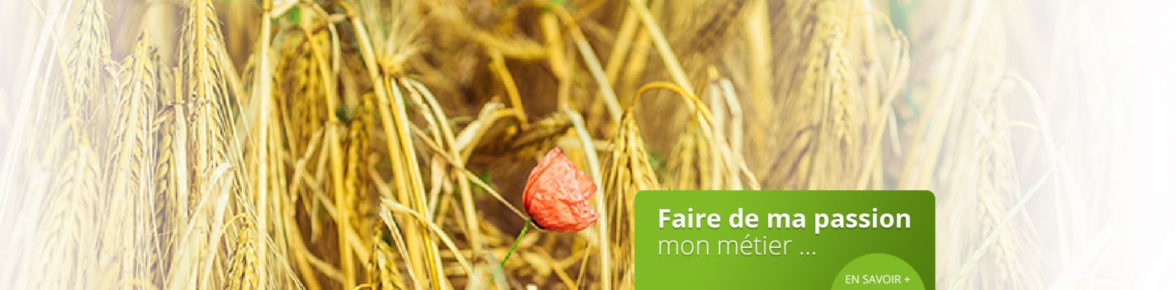 Faire de ma passion un métier